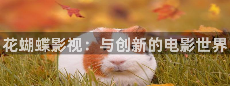 新视觉6080理论片